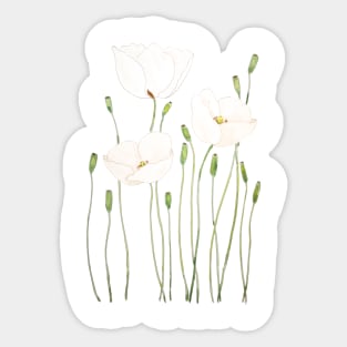 white poppy watercolor Sticker